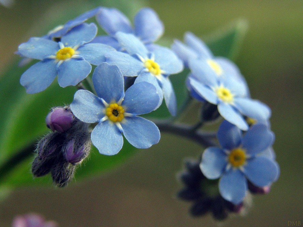 Forget-Me-Not by Flickr User dawnzy58, CC License = Attribution, Noncommercial, No Derivative Works