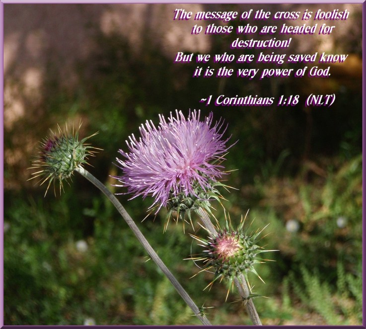 Protected Beauty by Crystal A Murray