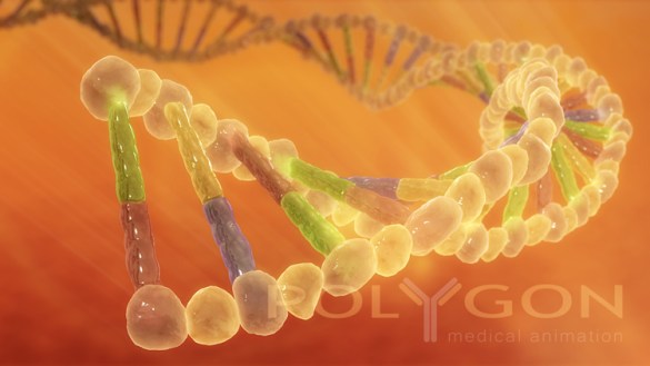 DNA Strand by Flickr User Polygon Medical Animation, CC License = Attribution, Noncommercial, No Derivative Works