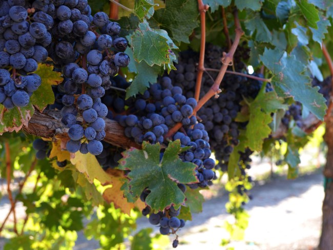 Heard it Through the Grapevine by Flickr User Sonny Lazzeri, CC License = Attribution, Noncommercial, No Derivative Works