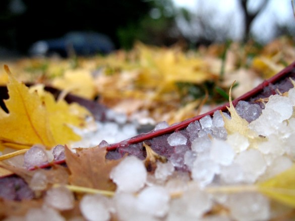 Leaves and Hail by Flickr User Michael J, CC License = Attribution, Noncommercial
