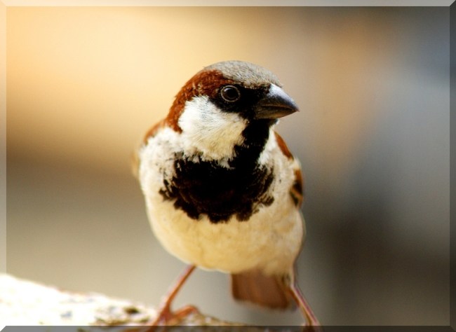 Sparrow by Flickr User Abhilash Kumar aka Hitched Hiker, CC License = Attribution, Noncommercial, Share Alike