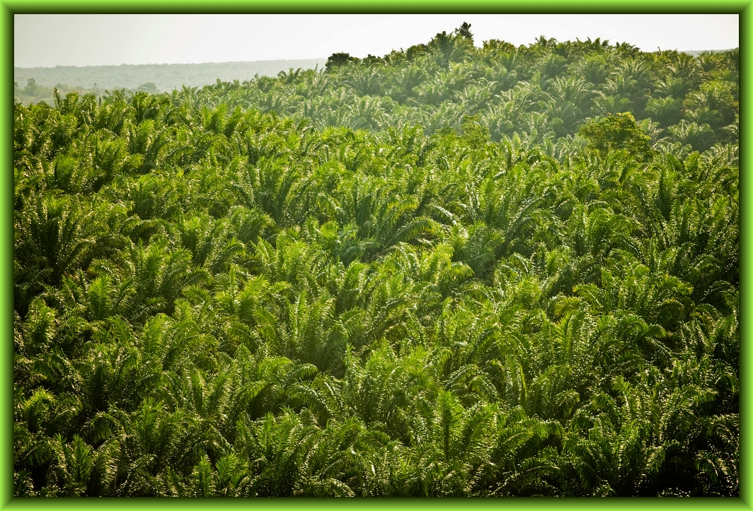 Palm Oil Plantation by Flickr User Rainforest Action Network, CC License = Attribution, Noncommercial