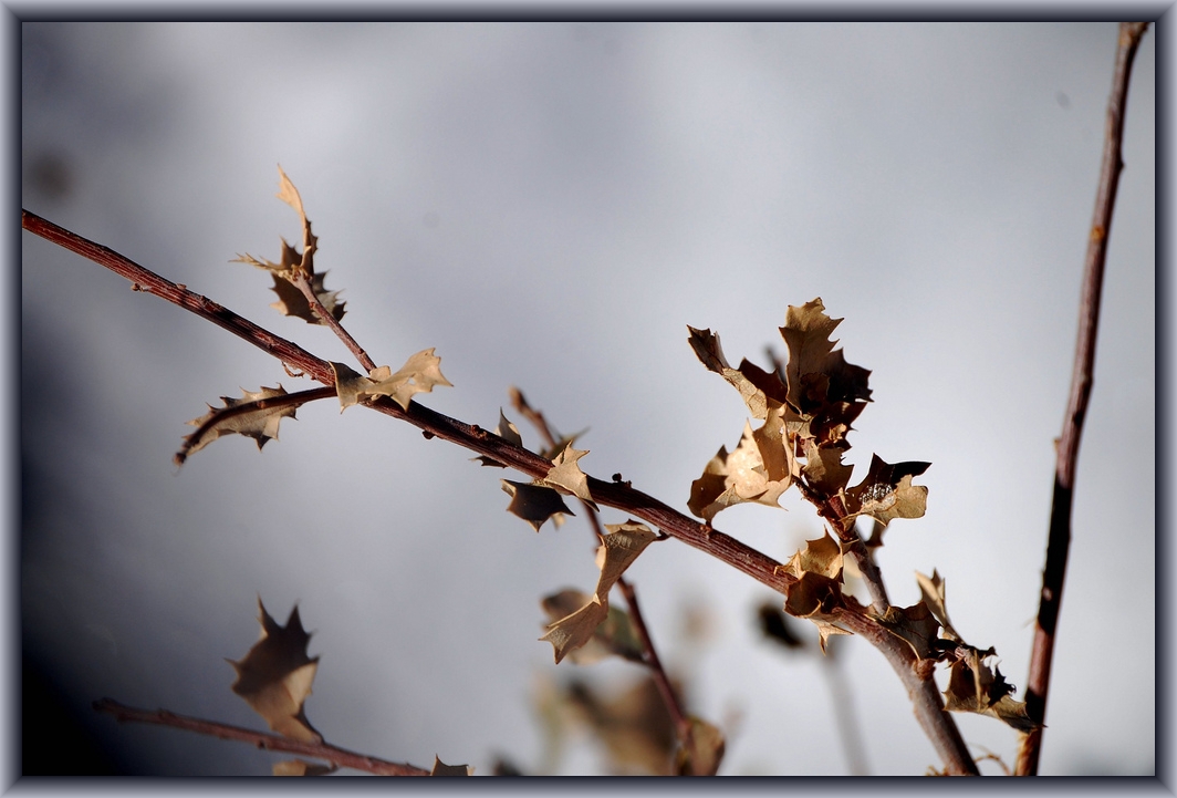 Dried Leaves by My Sister & Flickr User Candiece Nelson, CC License = Attribution