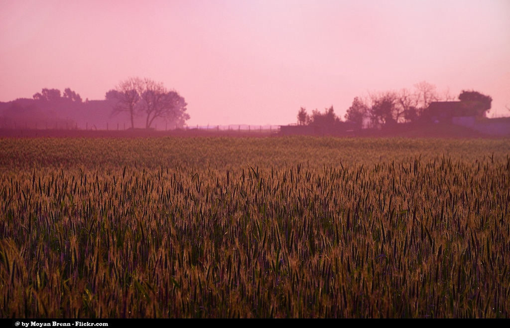 Field at Sunrise by Flickr User Moyan Brenn, CC License = Attribution