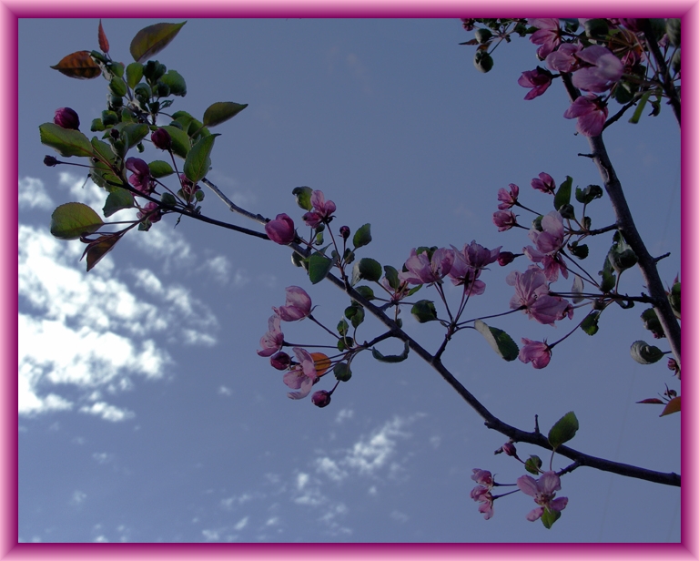 Aaron's Rod? by Flickr User Marilylle Soveran, CC License = Attribution, Noncommercial