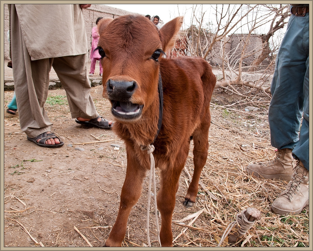 Red Heifer Calf by Flickr User Peretz Partensky, CC License = Attribution, Share Alike