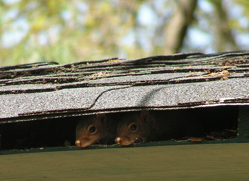 Spies by Flickr User Hope Abrams, CC License = Attribution, Noncommercial, No Derivative Works