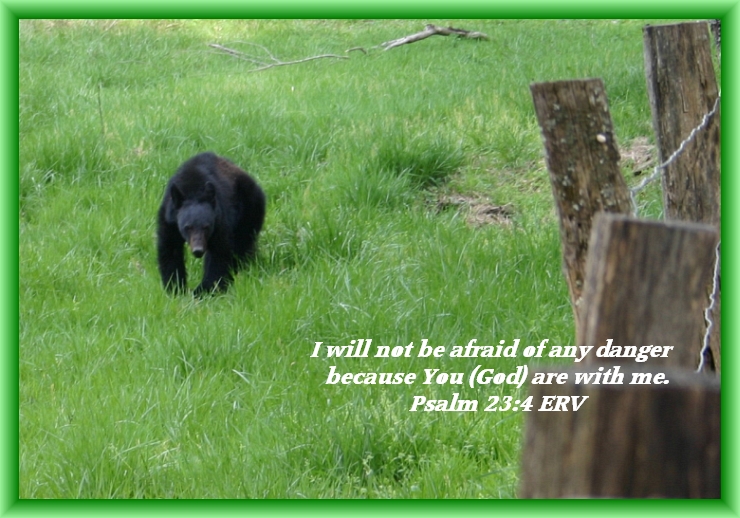 Bear Just Out of Hibernation on Cade's Cove Loop in Tennessee, By Crystal A Murray, CC License Attribution, Noncommercial, Share Alike