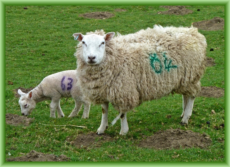 Counting Sheep by Flickr User Tim Green, CC License = Attribution
