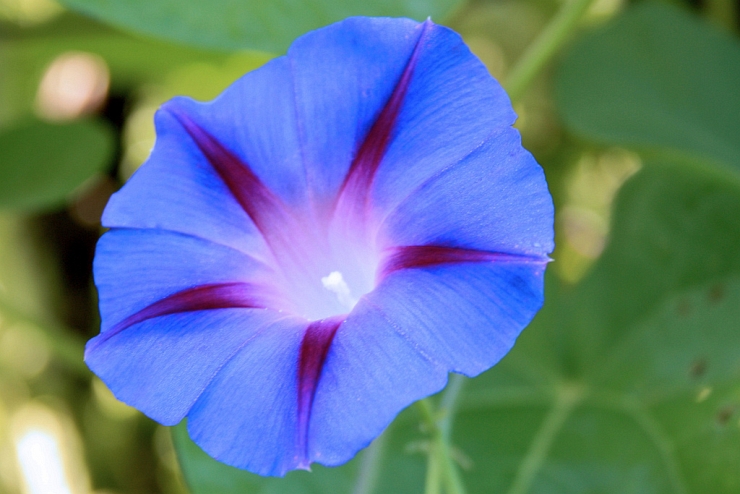 Morning Glory by Flickr User Terry Dunn, CC License = Attribution, Noncommercial, No Derivative Works