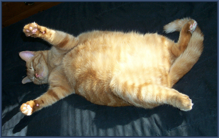 Big Fat Cat by Flickr User -Tripp- aka trippchicago, CC License = Attribution