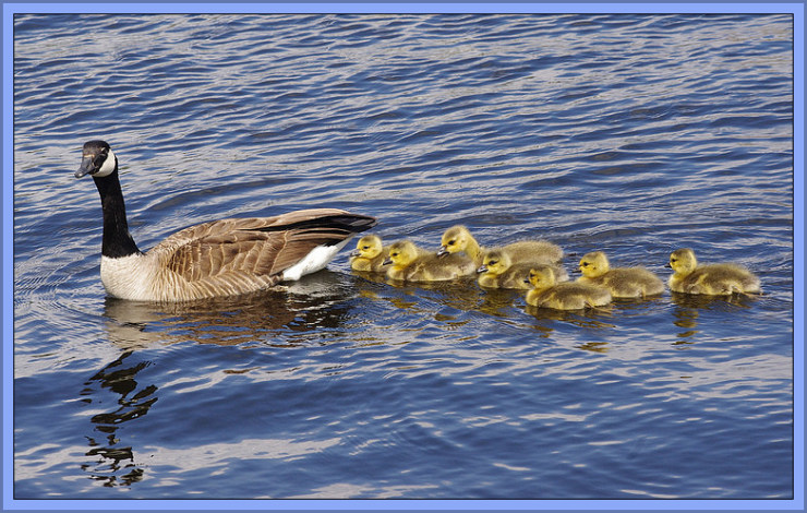 Follow the Leader by Flickr User Blair Gannon, CC License = Attribution