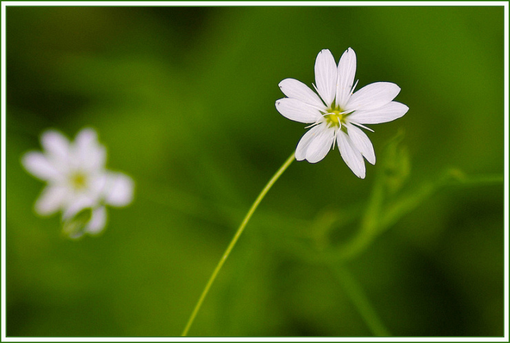 Close Focus Lens Demo by Flickr User Jody Roberts, CC License = Attribution