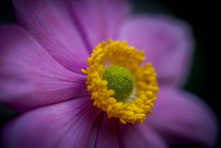 Japanese Anemone by Flickr Users Mike and Annabel Beales, CC License = Attribution, No Derivative Works