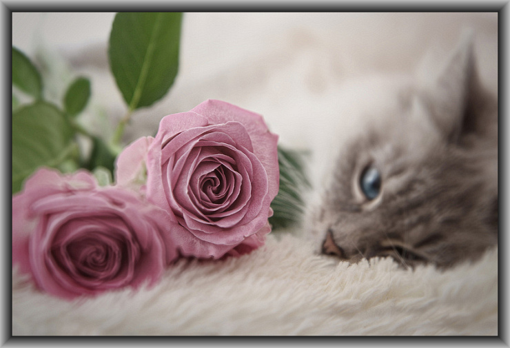 Lay You Down by Flickr User jinterwas, CC License = Attribution, Noncommercial