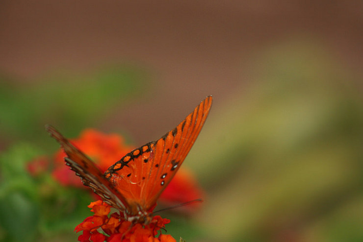Moth by My Sister and Flickr User Candiece N, CC License = Attribution, Noncommercial, No Derivative Works