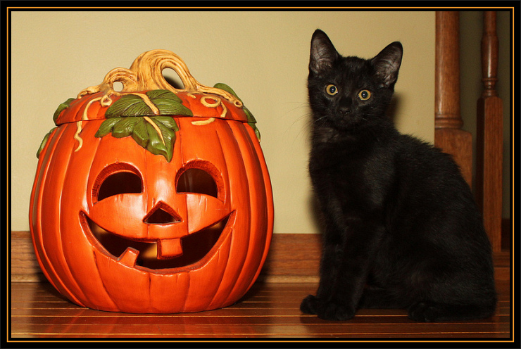 Halloween Kitten by Flickr Users Bill & Vicki T aka Great Grandpa & Grandma T, CC License = Attribution