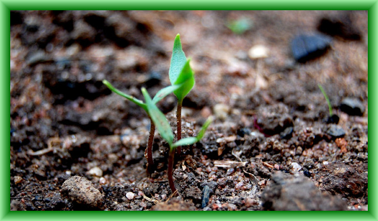 Infinite Supply Image for November Twentieth by The School of Christ