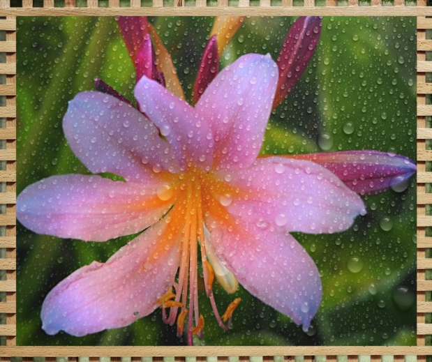 Naked Lady Flower with KVAD Edits and &amp; Bamboo Frame--Sm 4 WP