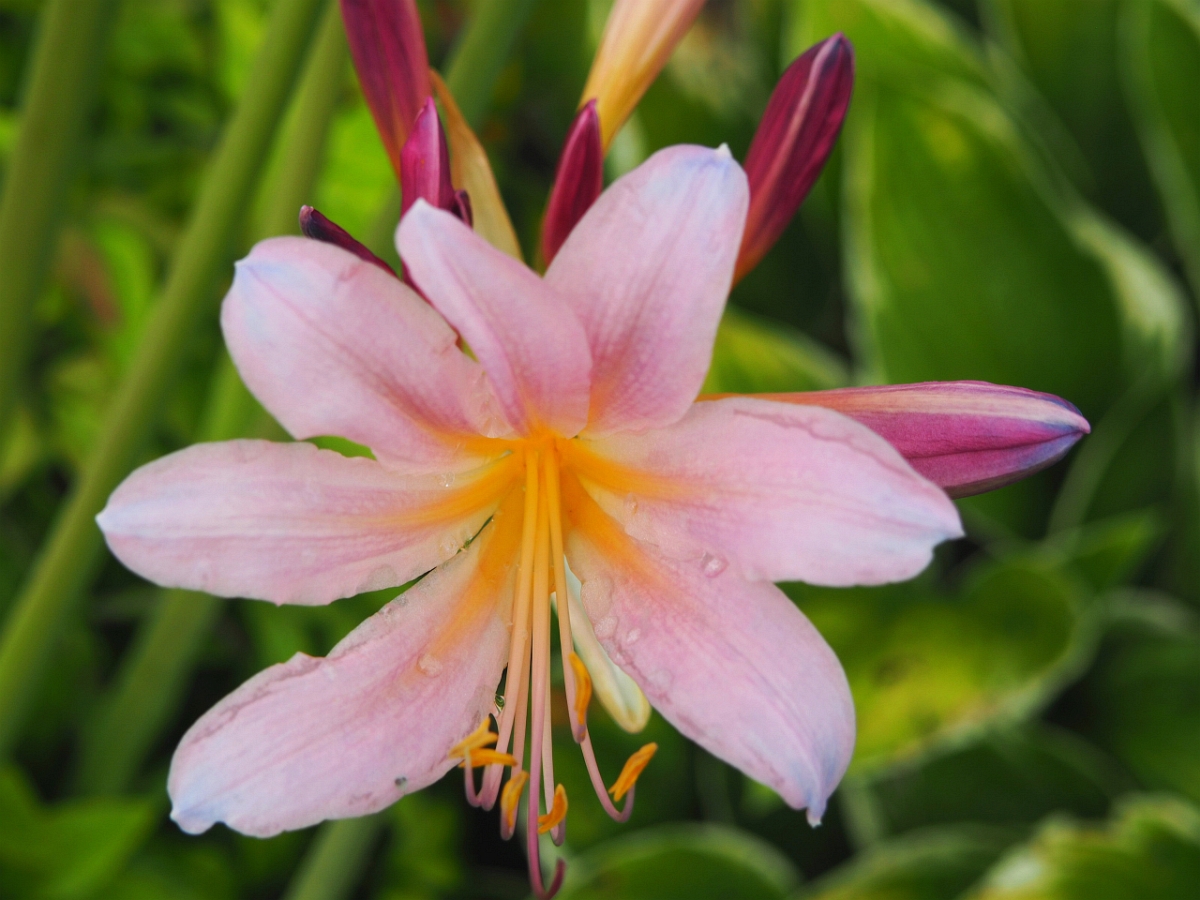 Naked Lady Flower with Macro Attachment--Sm 4 WP