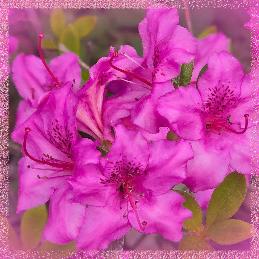 A photo of magenta azaleas in full bloom. This photo gets close up to the petals to show off the detailed design and color. It was taken by a Google Pixel 9 Pro, and then cropped and edited in the Photo Studio Pro app for Android. In the edits, a glittery pink frame surrounds the floral beauty. 