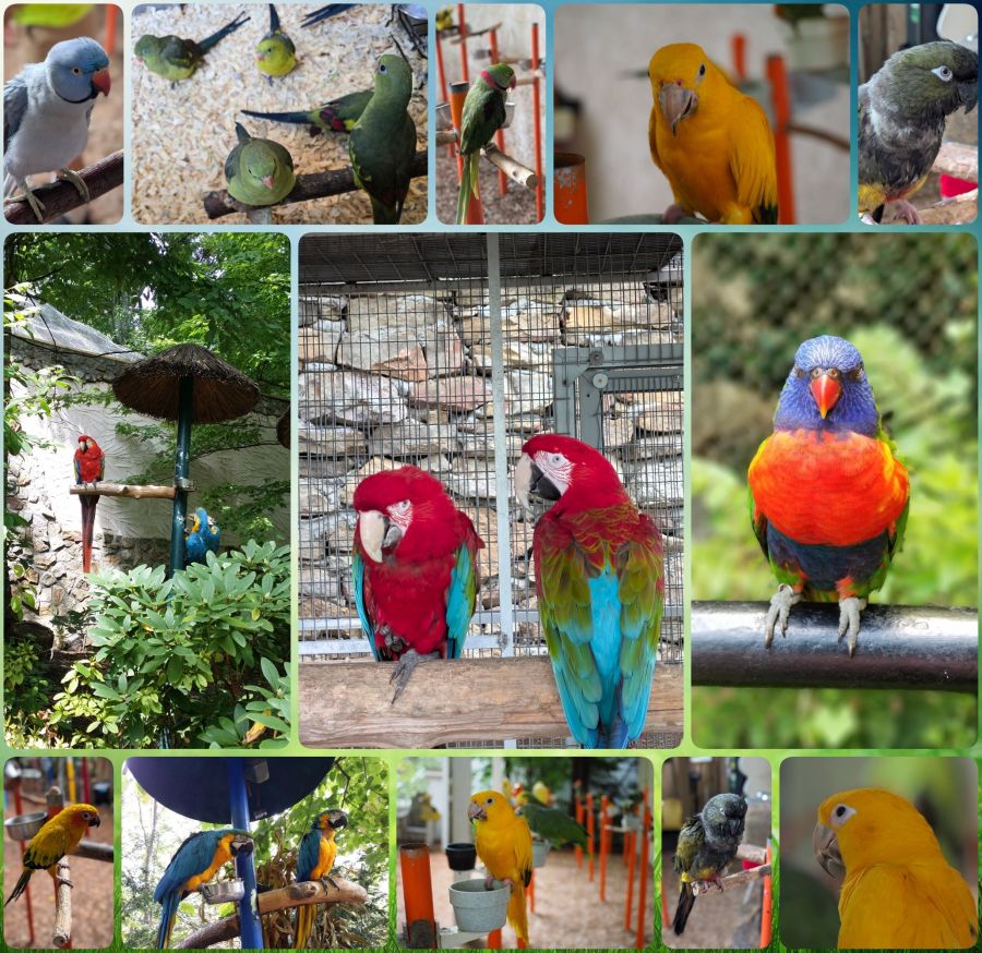 A collage of many colorful parrots from Parrot Mountain in Pigeon Forge, Tennessee and one Lorikeet from Bush Gardens aviary in Williamsburg, Virginia. 