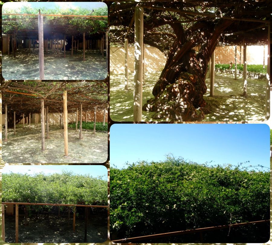 A collage of 5 photos from underneath and to the side of The World's Largest Rose Tree in Tombstone, Arizona. The base is a huge twist of thick rose branches intertwined into a giant tree trunk. The leaves and tiny white roses spread out above over a supportive framework. 