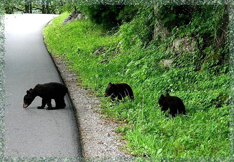 Three small black bear cubs attempting to cross a paved park road at a bend on the Cades Cove Loop. The foremost cub boldly steps onto the asphalt, while its two siblings hesitate in the lush green grass at the edge of a verdant, forested hillside, appearing to cautiously watch their leader.