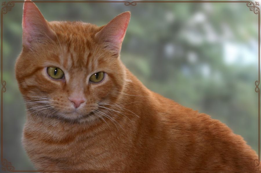 Photograph of an orange tabby cat sitting on a window ledge in front of a window. Behind the window is a screen and a view of a big pine tree outside, but I used Photo Studio Pro to blur the background to bring all the focus to the cat. This beautiful red-orange kitty with greenish eyes crossed the rainbow bridge a few years ago, but still holds a huge place in my heart. 