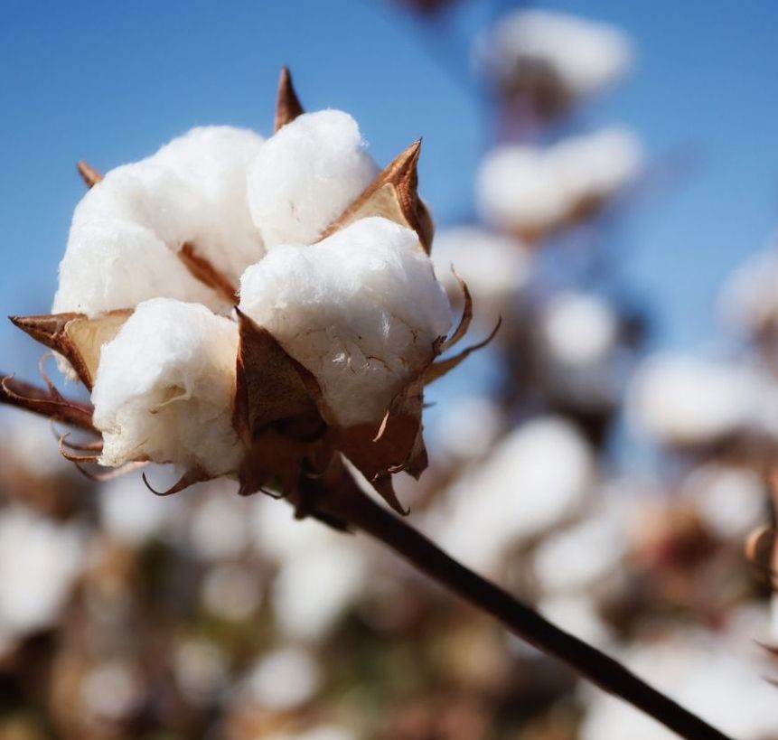 A close-up of a white cotton boll bursting open from its dried brown husk, with soft fibrous tufts catching the light against a blurred natural background.