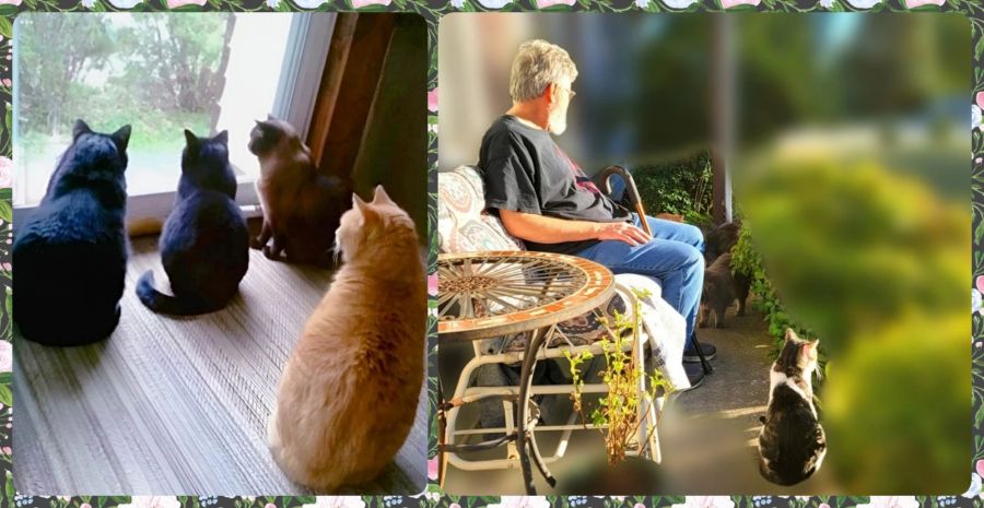 4 of my rainbow bridge kitties (2 black, 1 Himalayan, and 1 pumpkin orange), sitting on an enclosed front porch and looking at the yard through the glass screen door. This image is collaged side by side with 4 of my outside kitties who mostly only show up to eat. They are on an outdoor porch with a man sitting on a porch swing watching over them . They are calico, gray Maine Coon, black, and pumpkin. 